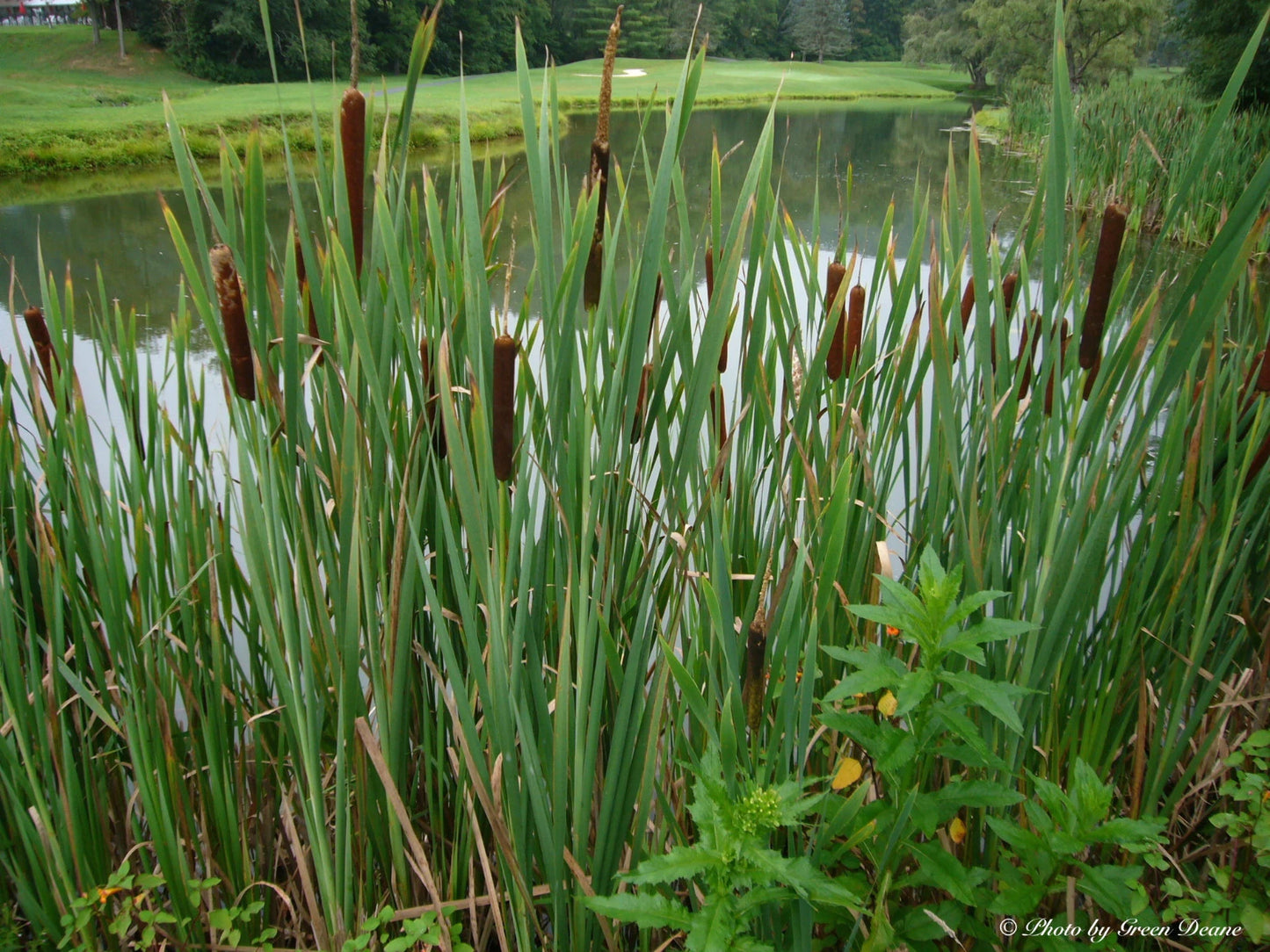 Cattail Seeds Bulk 500 Seeds per Packet - Ideal for Dried Flower Arrangements (Typha latifolia)