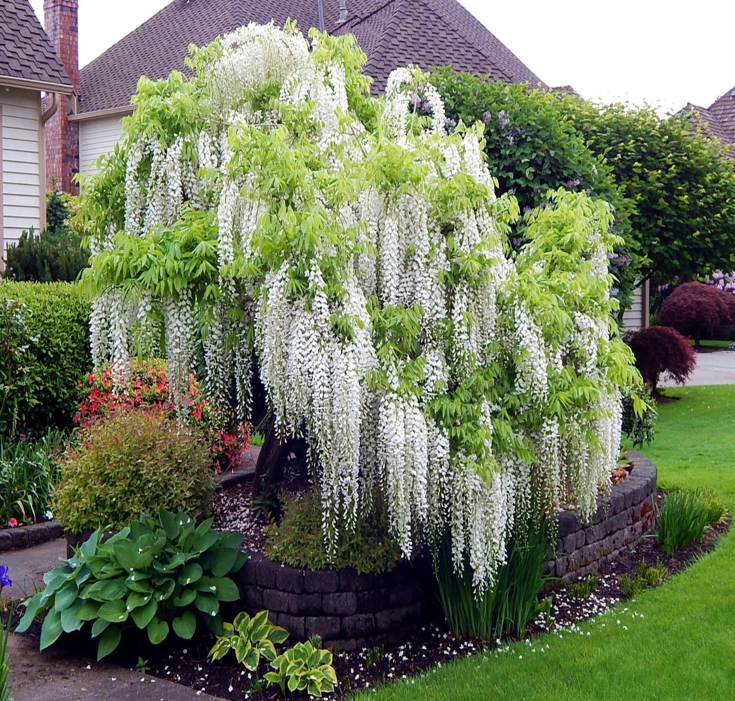 White Wisteria Seeds - Rare Hardy Climbing Flower Vine - Wisteria floribunda 'Alba'