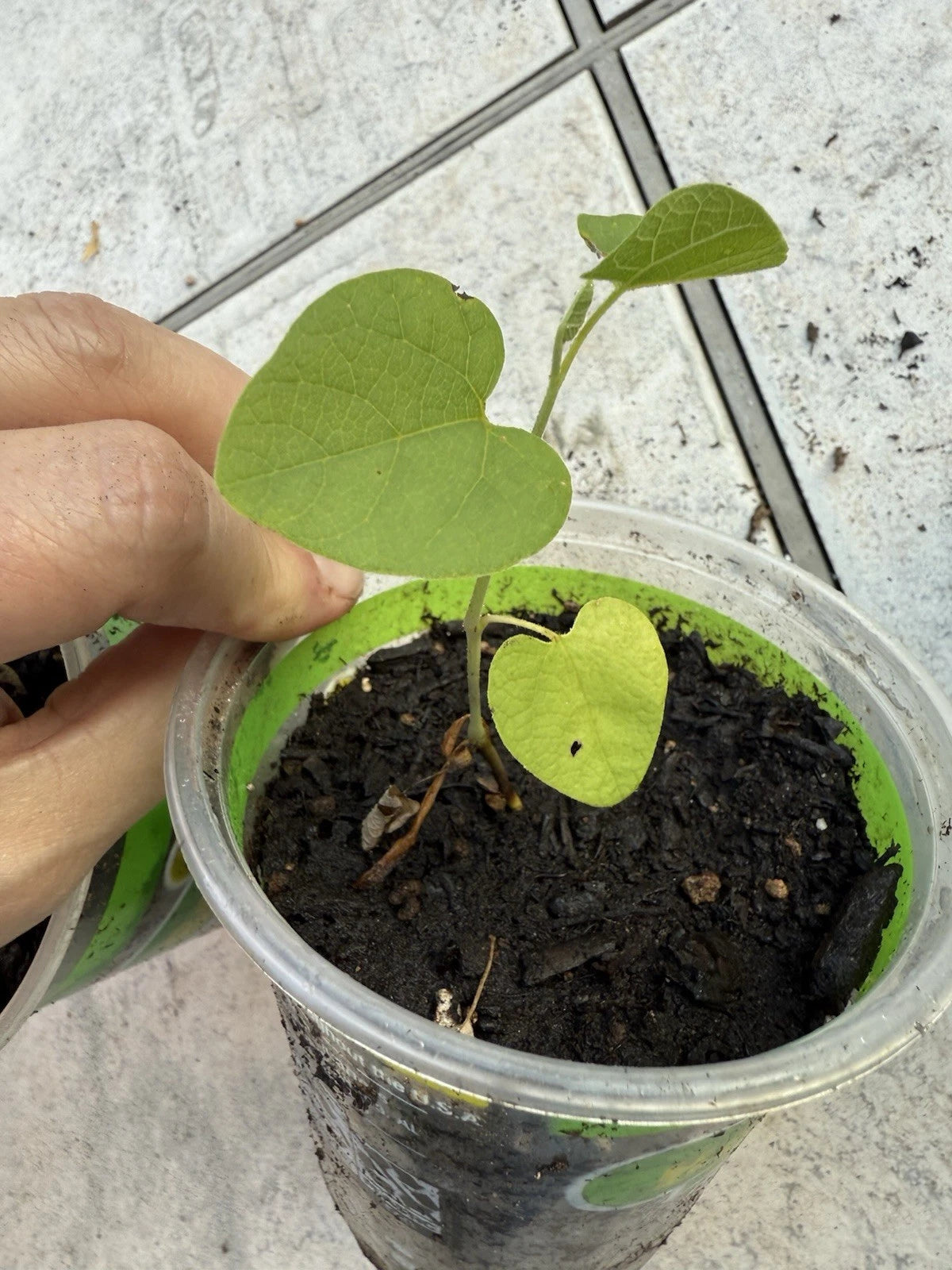 climbing plants from seed Dutchman's Pipe Plant - Live Seed Grown Aristolochia Tormentosa