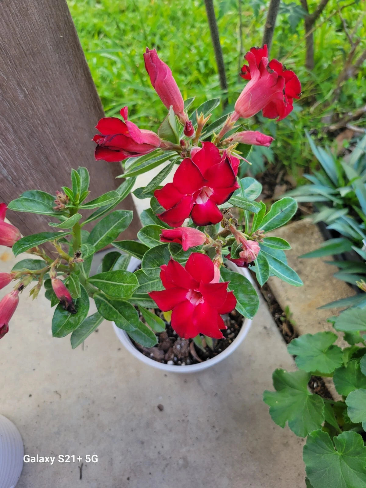 bonsai rose tree Red Adenium Obesum Double Desert Rose Bonsai Tree, Healthy Indoor Plan – Jayme Garden