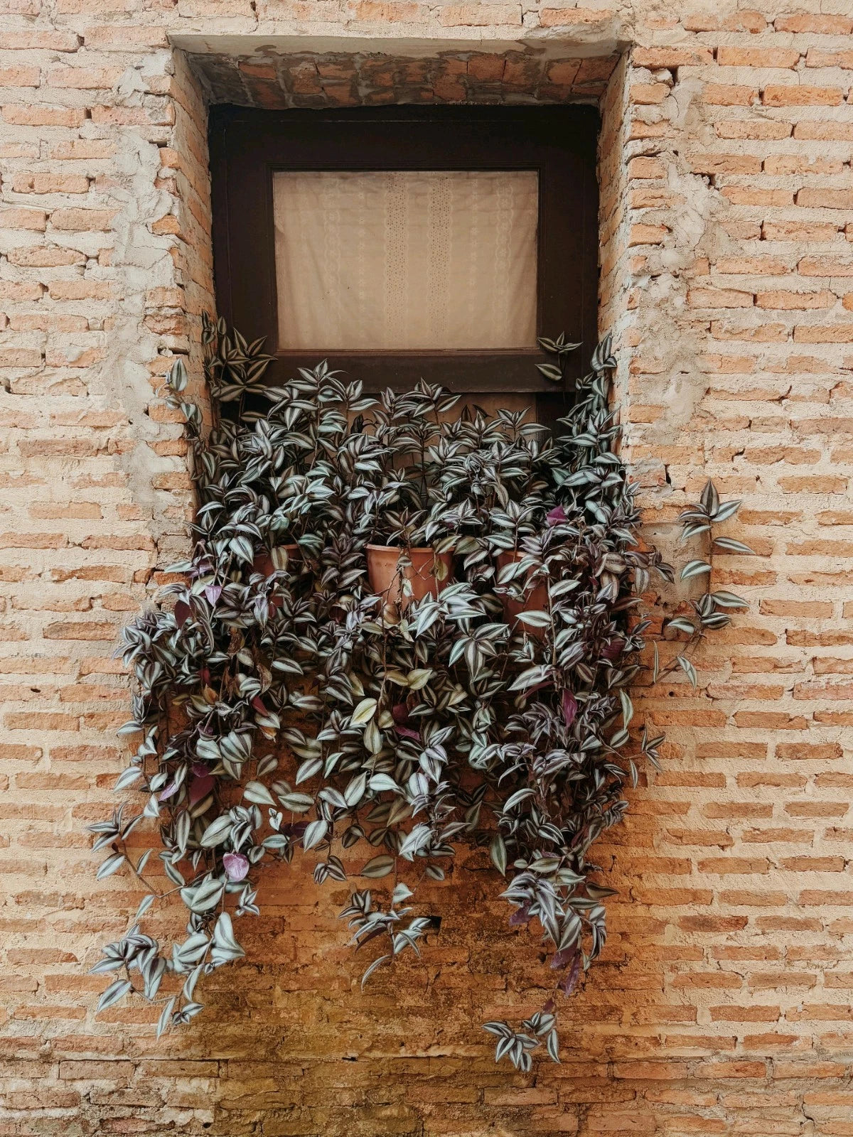 20 Purple Wandering Jew Cuttings - Tradescantia Zebrina - Indoor Houseplant - Easy to Grow Inchplant