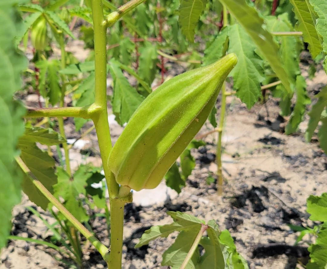 Beck's Big Buck Okra Seeds | 15 Heirloom Seeds | Abelmoschus esculentus | Florida Grown