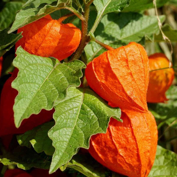 Chinese Lantern Seeds - 100+ Heirloom Non-GMO Vegetable, Physalis Franchetti, USA