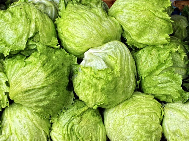 Iceberg Lettuce Seeds - Fresh Non-GMO Vegetable Seed for Home Garden - Lactuca sativa