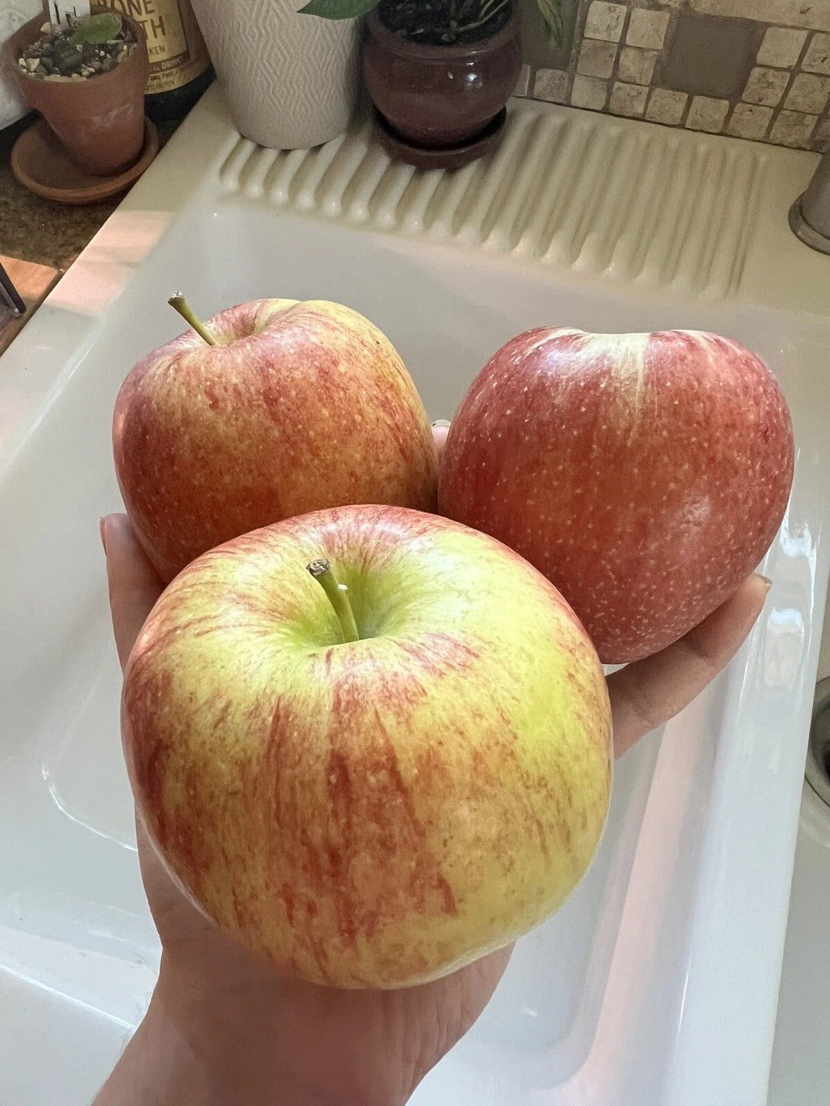 Organic Envy Apple Seeds - 5 Pack, Sweet Fruit Tree, Non-GMO, Homegrown Edible Plant, Perfect for USA Gardens