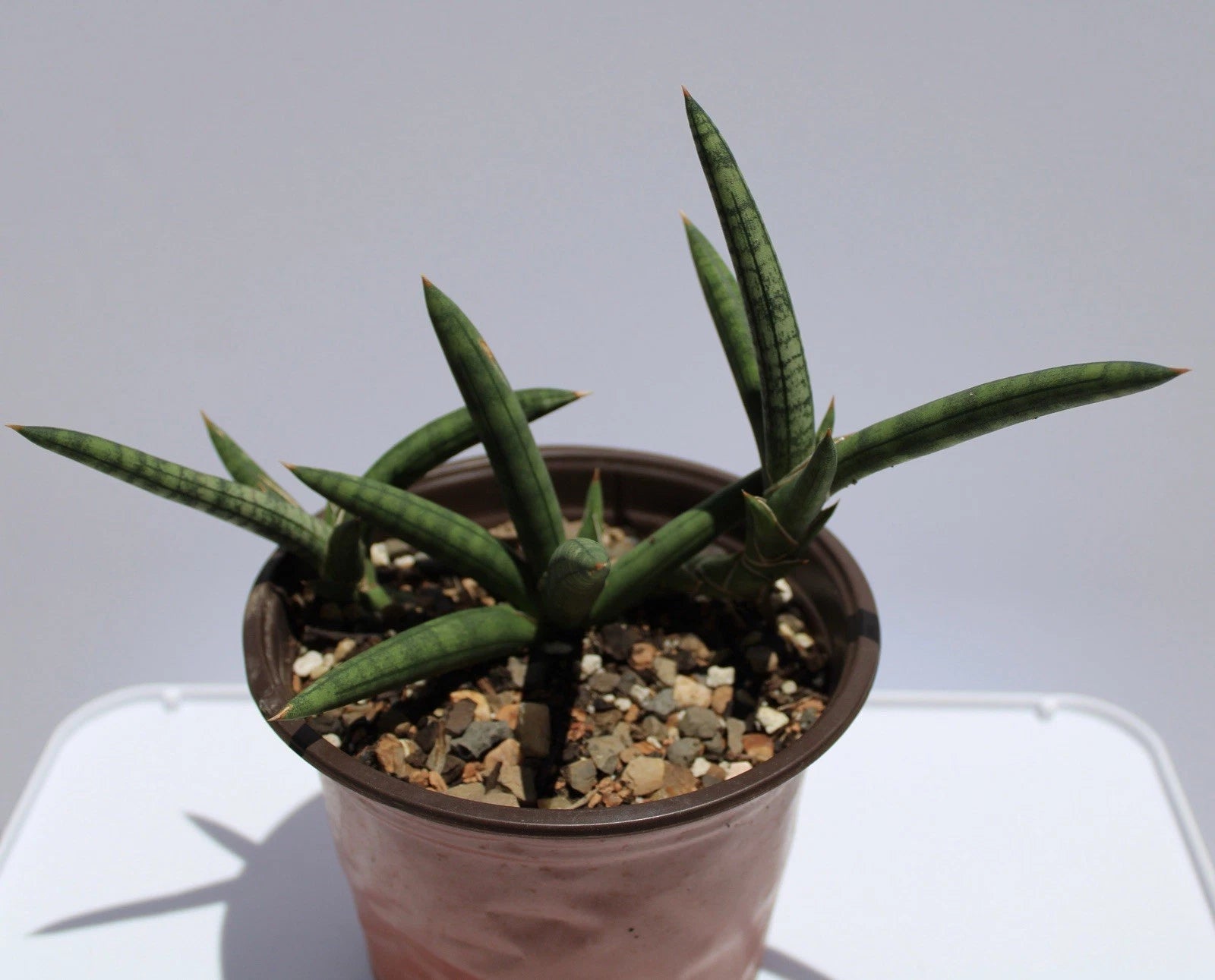 sansevieria succulent plant Sansevieria Cylindrica Variegated Succulent Plant - Rare Live Plant with Rooted Own Roots