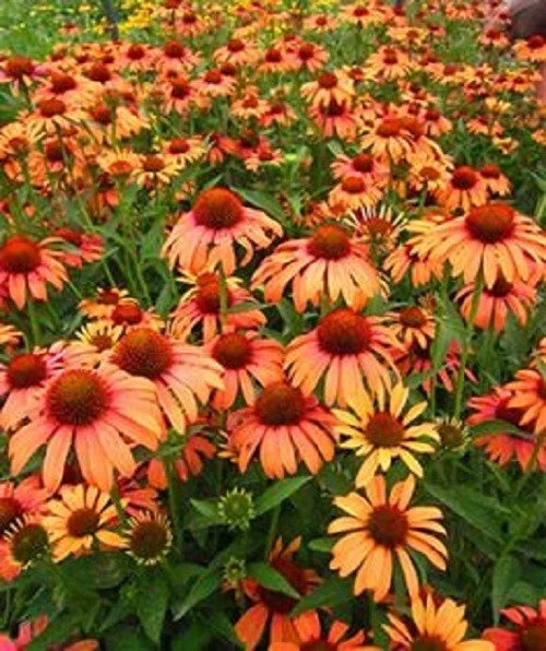 50 Orange Passion Coneflower Seeds - Echinacea Purpurea Perennial Flowers - USA Grown