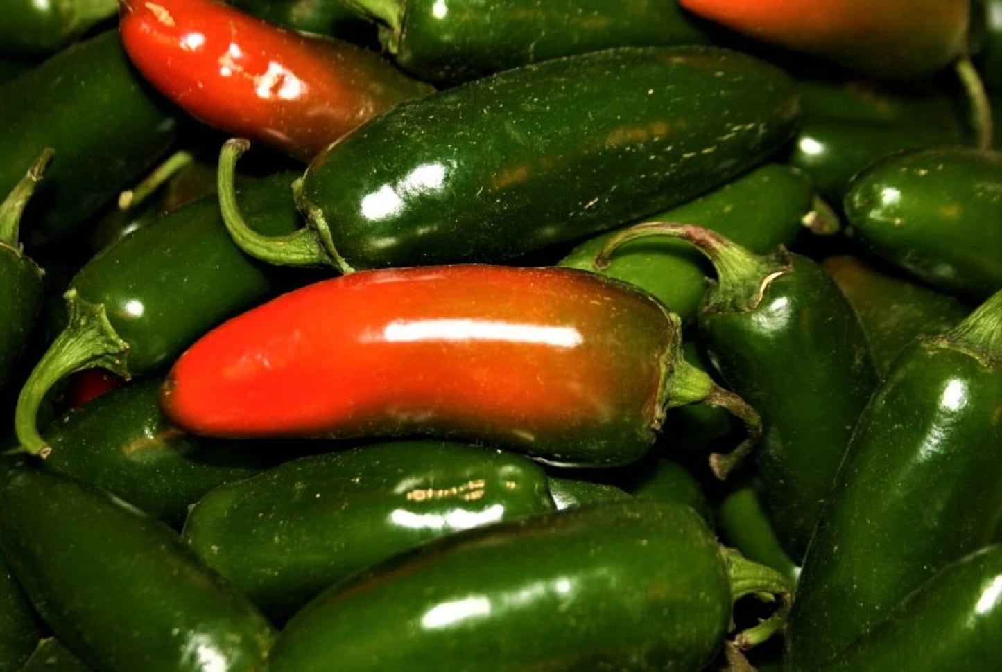 Jalapeno Hot Pepper Seeds - 50+ Non-GMO Seeds - Capsicum annuum - Ideal for Home Gardens