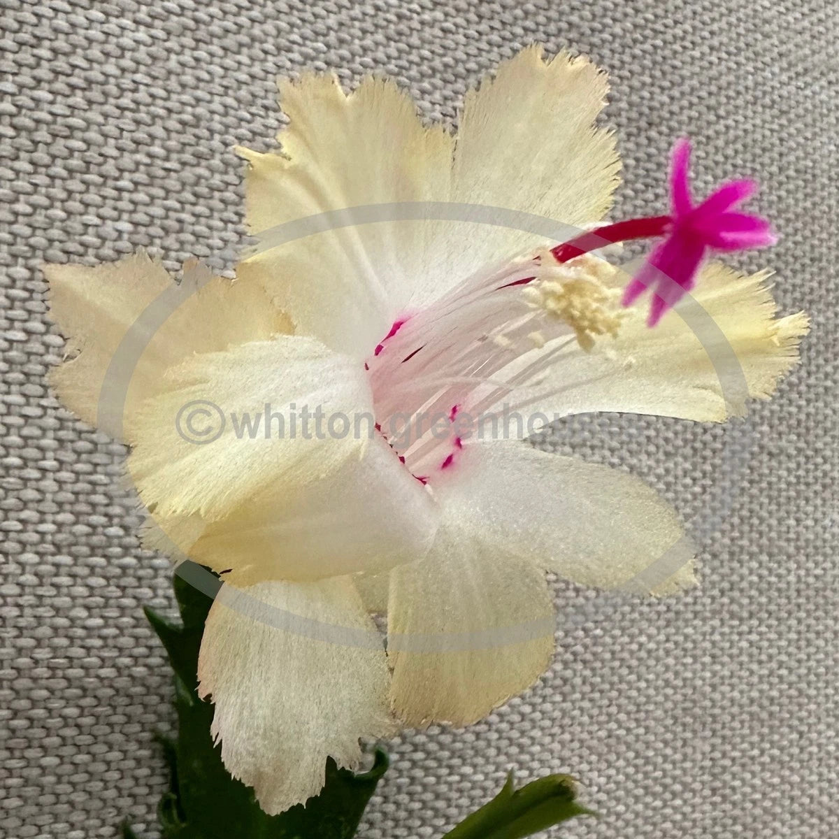 succulent with no roots Thanksgiving/Christmas Cactus Cuttings - Schlumbergera "CHELSEA" - No Roots