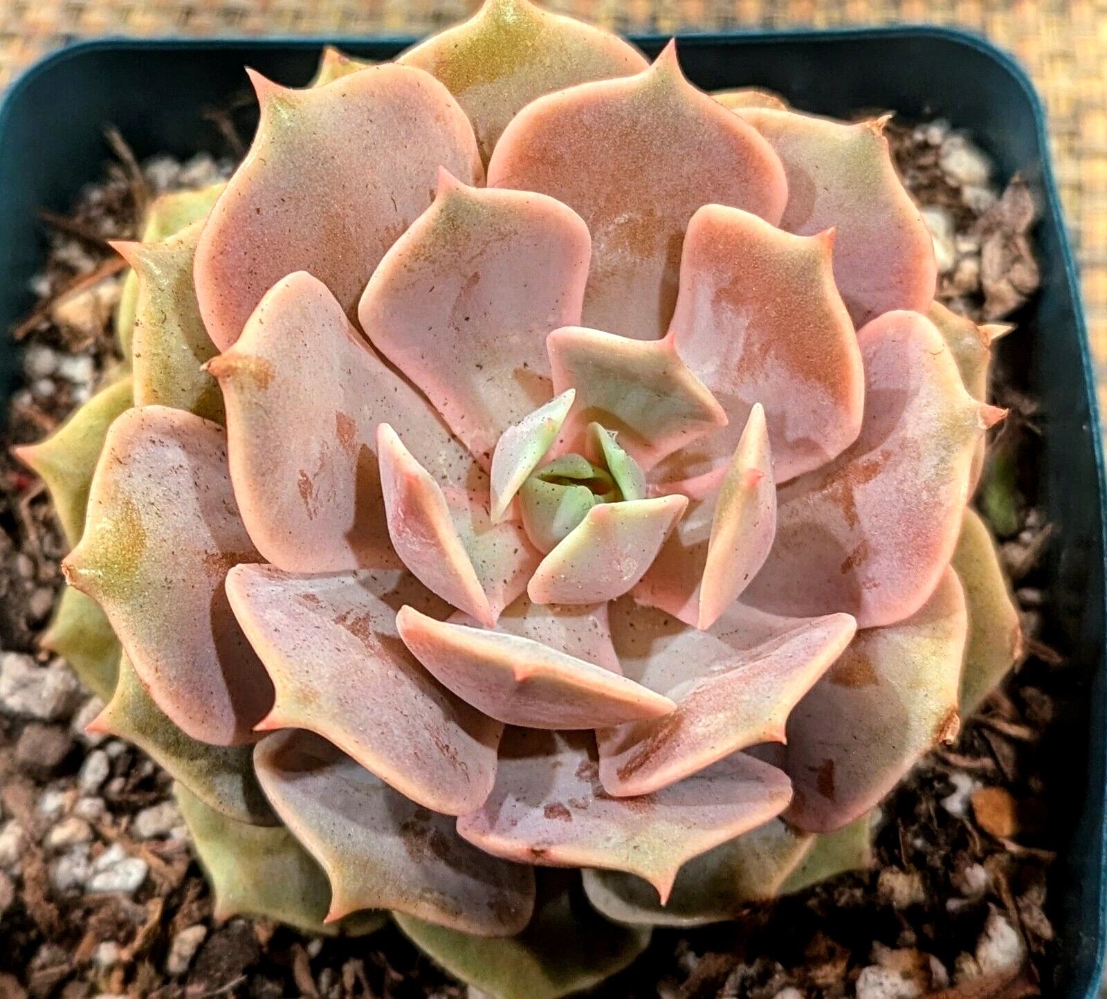 Echeveria 