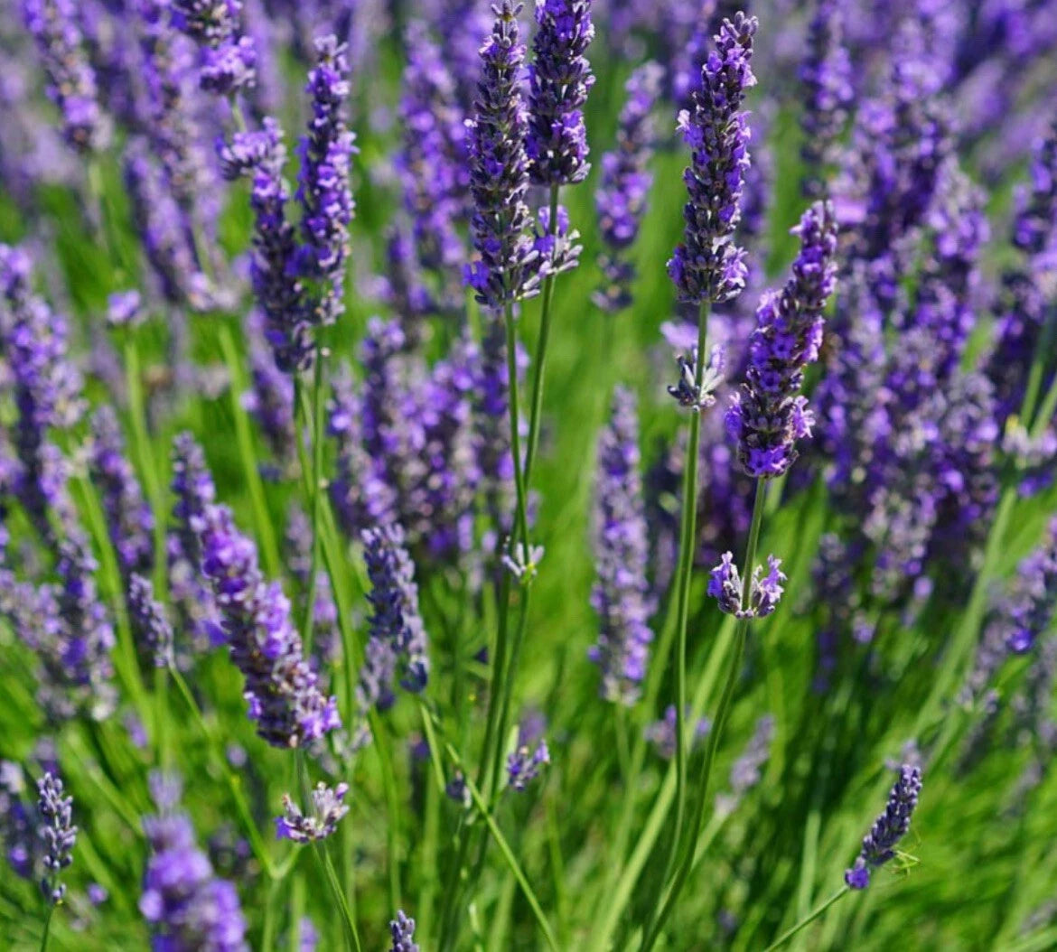 200+ Lavender Seeds - Lavandula angustifolia - True Lavender, Fragrant Herb, Great for Gardens and Aromatherapy