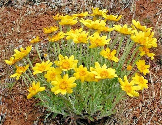 Oregon Sunshine Seeds - Wooley Sunflower - Native Wildflower - Drought  Tolerant