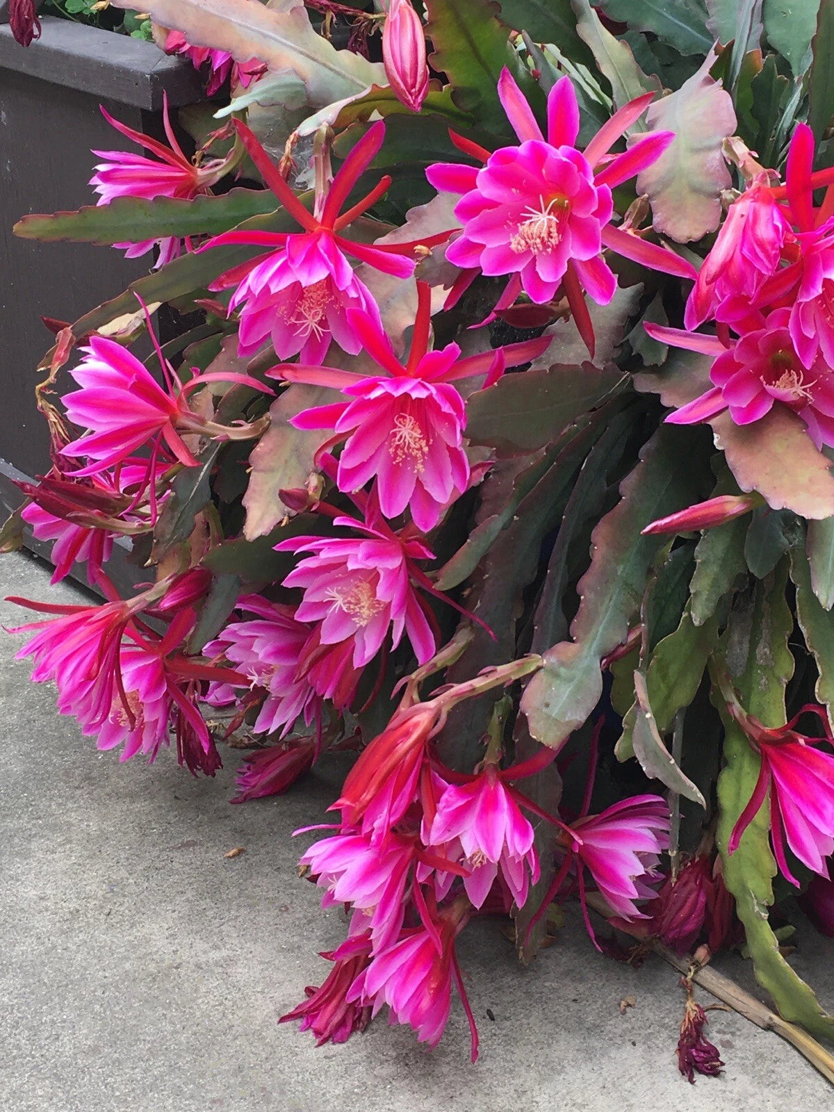 pink flowers with succulent leaves Epiphyllum Orchid Cactus Cuttings 6"-10" Pink Succulent Plant (2)