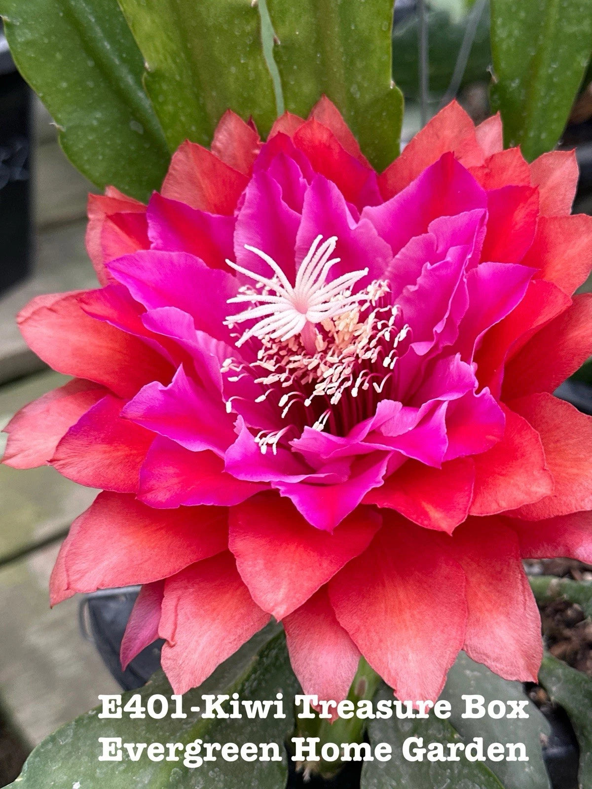 epiphyllum potting mix Epiphyllum Orchid Cactus Plant 4” Starter Pot “Kiwi Treasure Box”