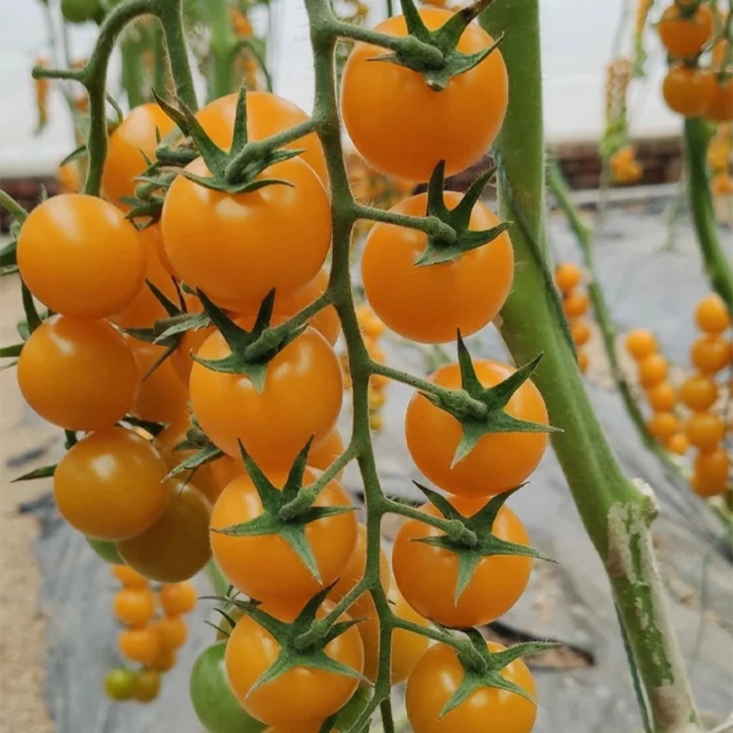 Yellow Cherry Tomato Seeds - 100pcs Heirloom Non-GMO - Super Sweet Variety - Perfect for Patio Gardening