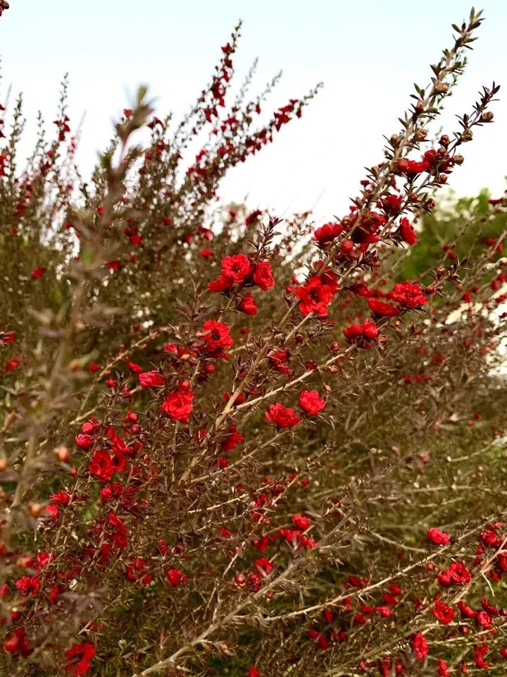 Broom Tea Tree Seeds - 200 Count - Leptospermum Scoparium - USA Growing Kit