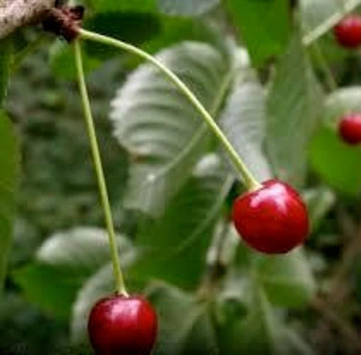 Black Cherry Tree Seeds, 10 Seeds, Organic Wild Black Cherry, Prunus serotina