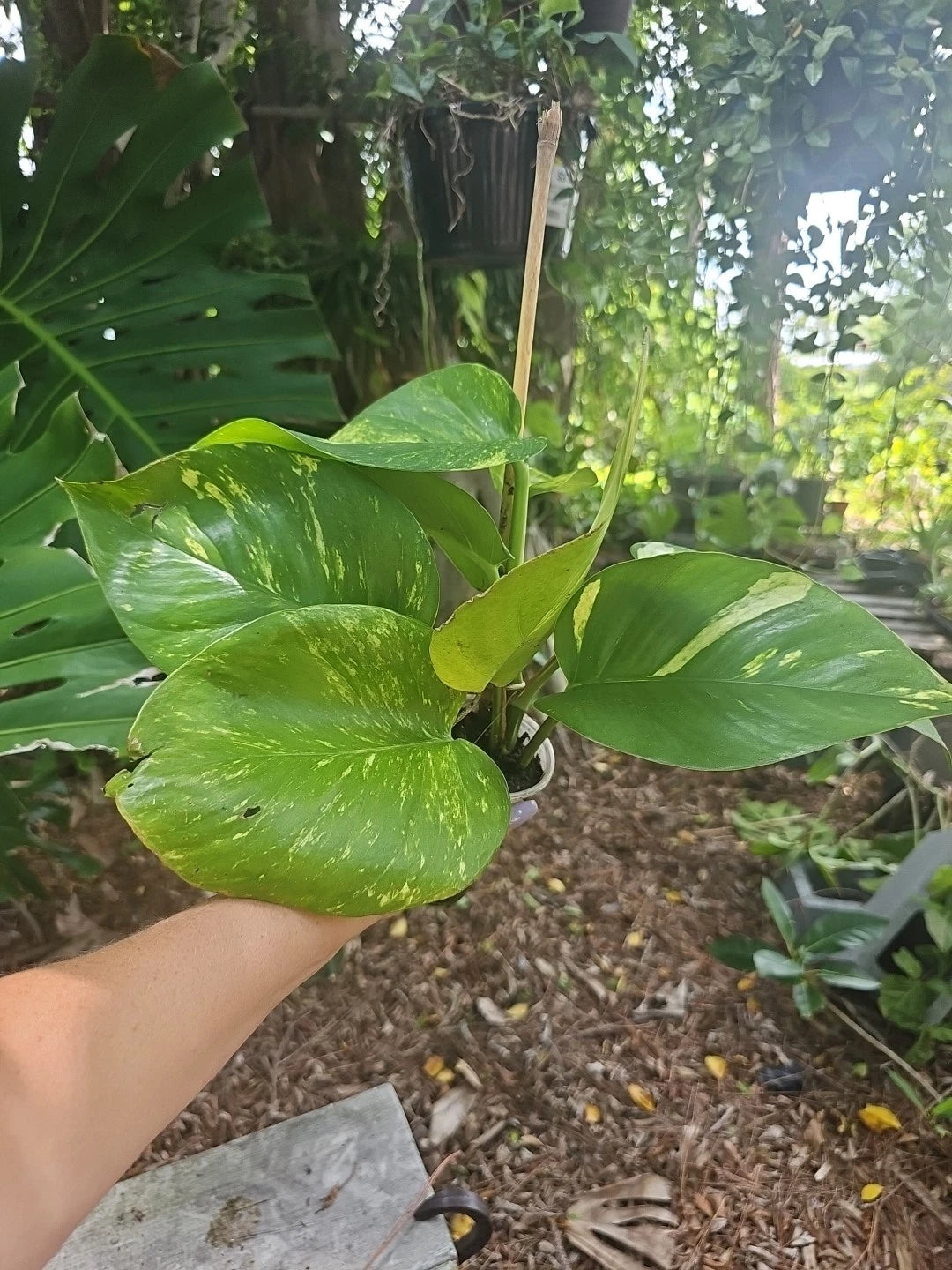 giant golden pothos GIANT Variegated Golden Pothos Plant in 3" Pot, Climbing Variety, Hawa – Jayme Garden