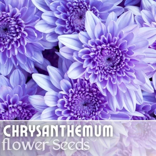 mum plant seeds Chrysanthemum Seeds - 200+ Faded Lilac Mum Flower Seeds