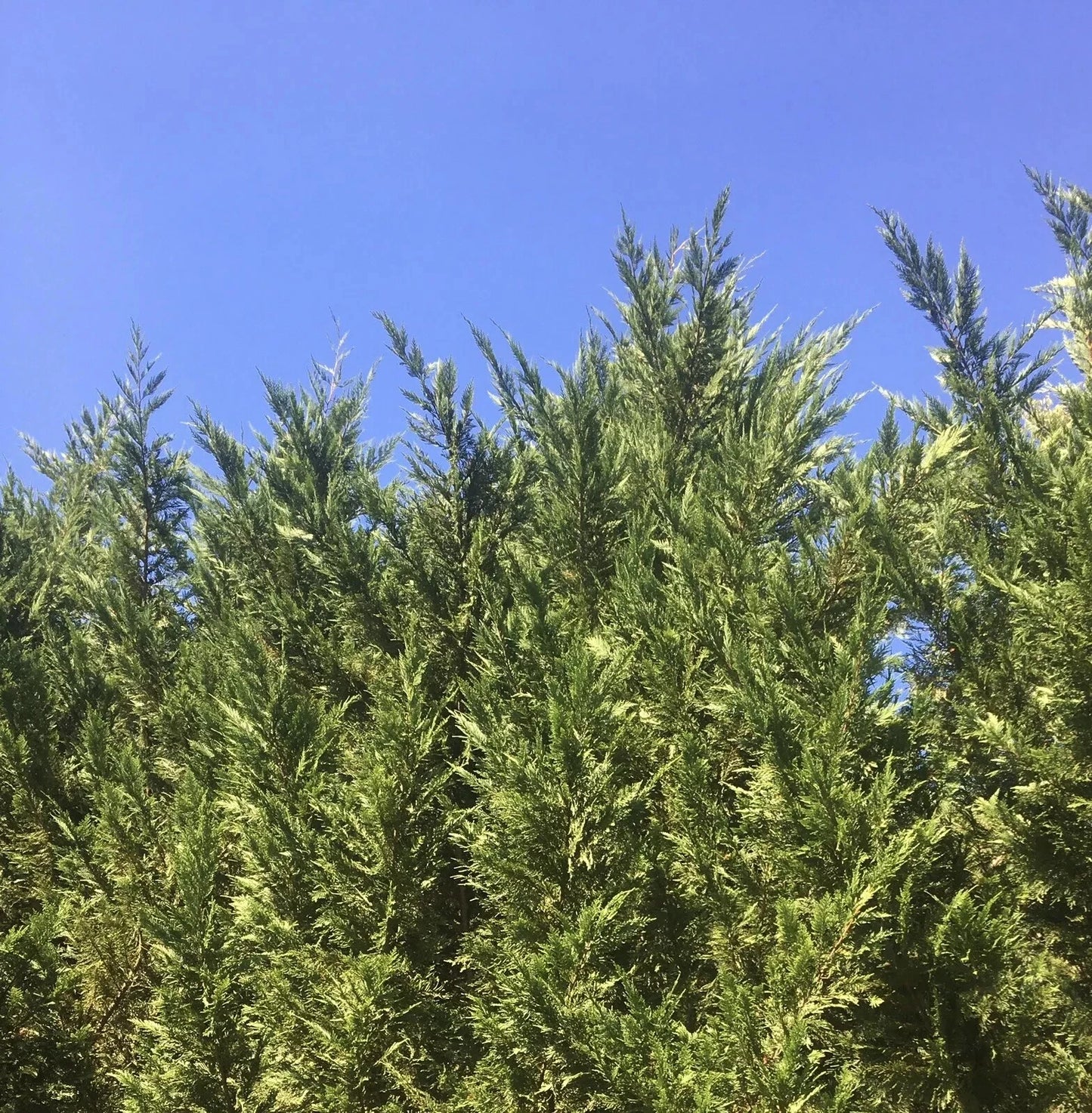Leyland Cypress Tree Cuttings 15-Pack Fast Growing Evergreen Cupressus × leylandii