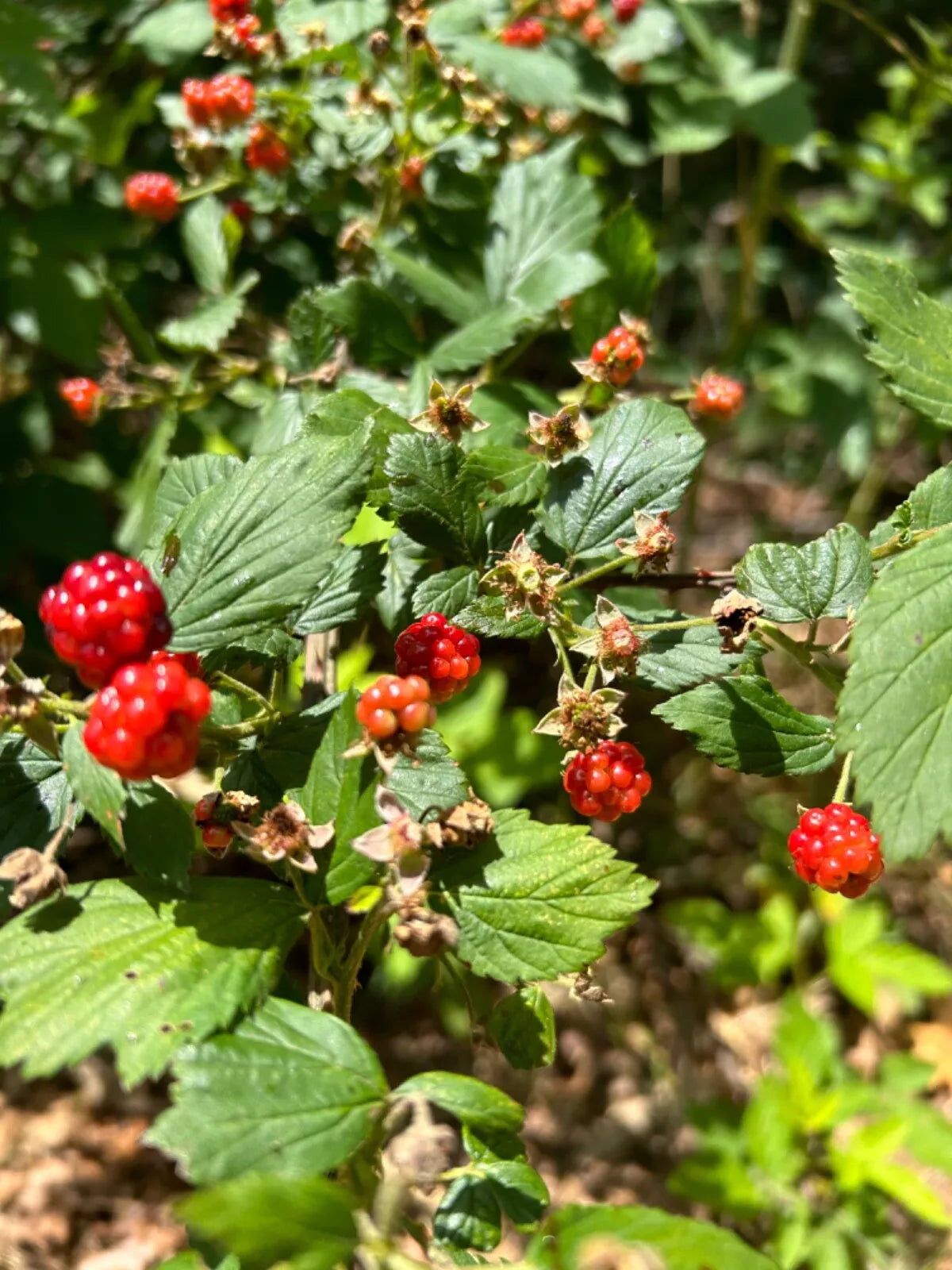 Allegheny Wild Blackberry Transplants - Perennial Edible Live Plants - Rubus allegheniensis - 5 Pack