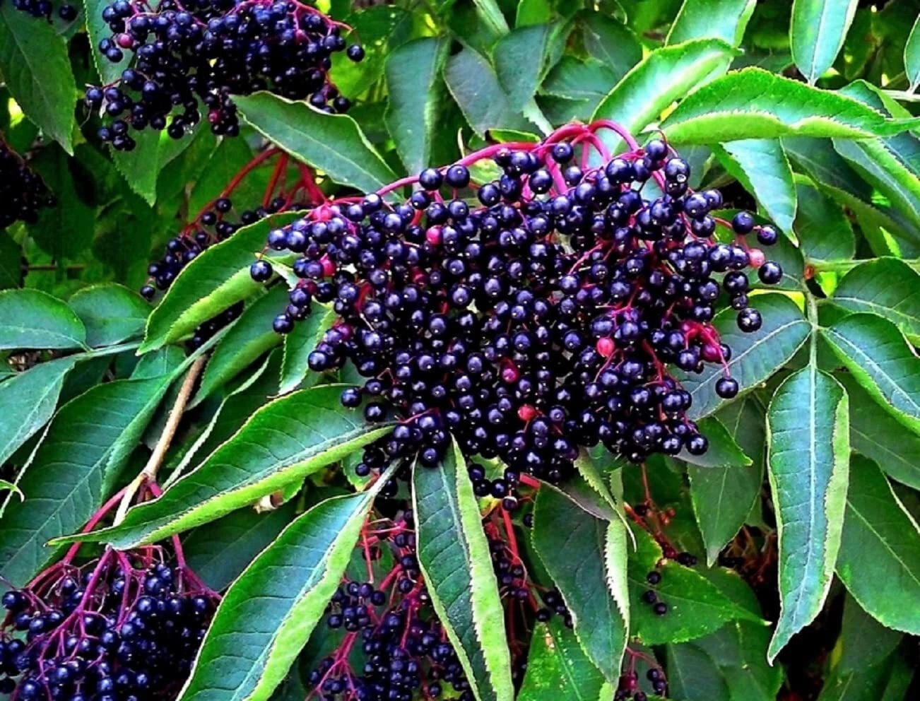 American Elderberry Seeds - 250 Non-GMO Seeds - Sambucus canadensis