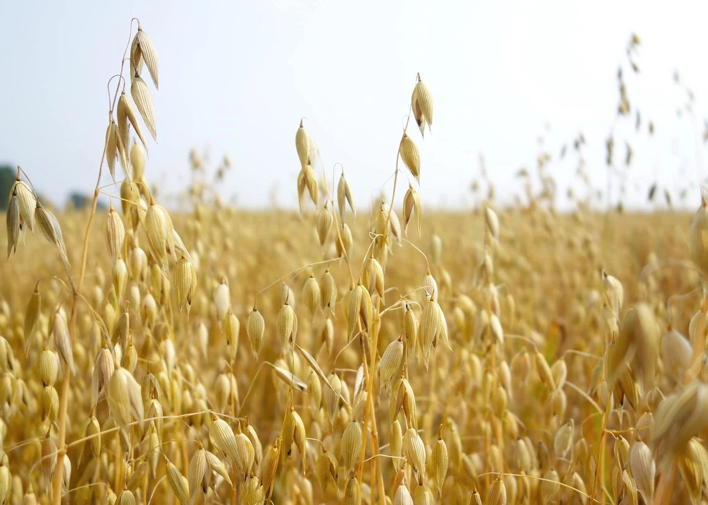 Oats Seeds for Planting - Non-GMO - Organic Oat Seeds - Avena sativa