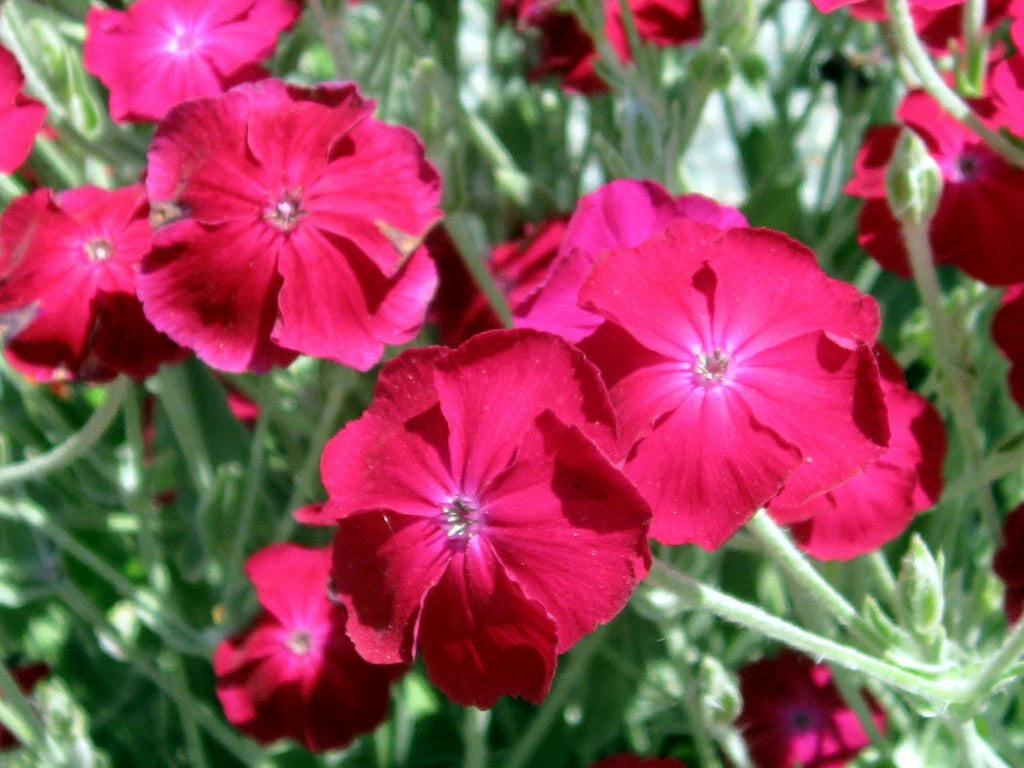 lychnis coronaria rose campion seeds Rose Campion Seeds 200 Pack, Magenta Flowers, Fuzzy White Leaves, Lych – Jayme Garden