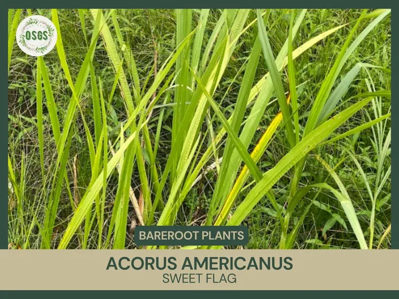 Bare Root Sweet Flag Plant | Acorus americanus | Live Medicinal Plant for Natural Remedies