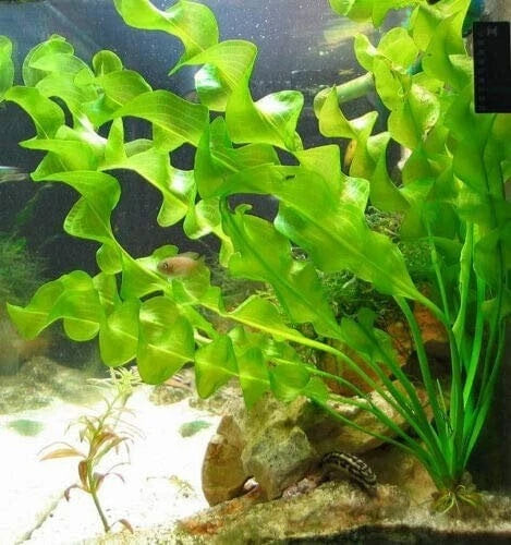 Aponogeton Ulvaceus Bulb - Easy Live Aquarium Pond Plant - Freshwater Aquatic Plant