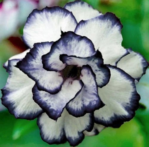 Black White Desert Rose Seeds - 4 Pack, Adenium Obesum, Exotic Perennial Flower Seeds