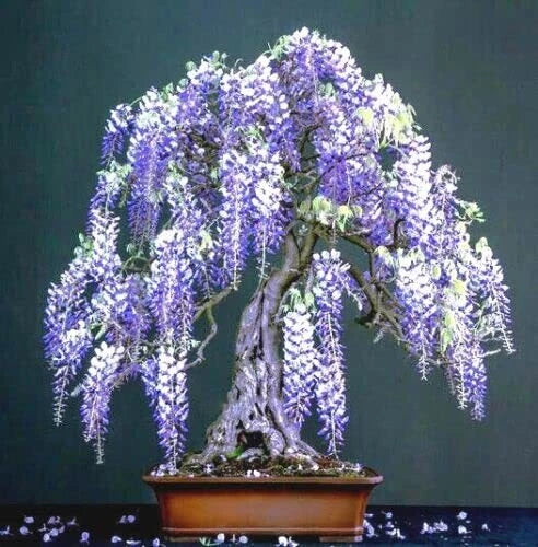 Purple Wisteria Bonsai Tree Seeds, 10 Pack, Flowering Variety, Wisteri –  Jayme Garden