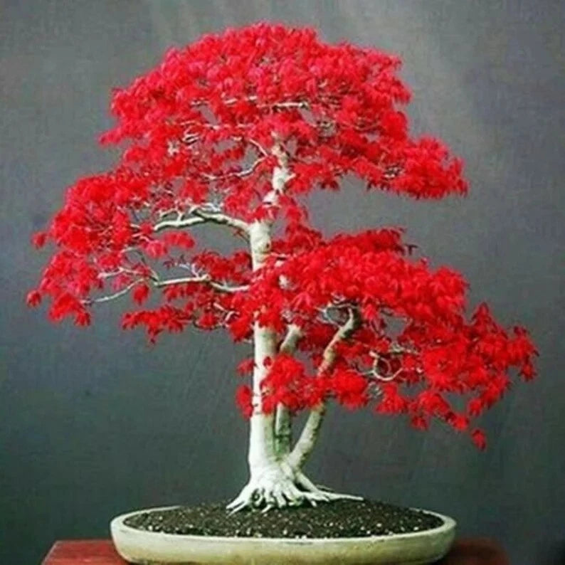 Japanese Red Maple Tree Seeds - 20 Rare Bonsai Seeds - Acer palmatum - Perfect for Home Garden