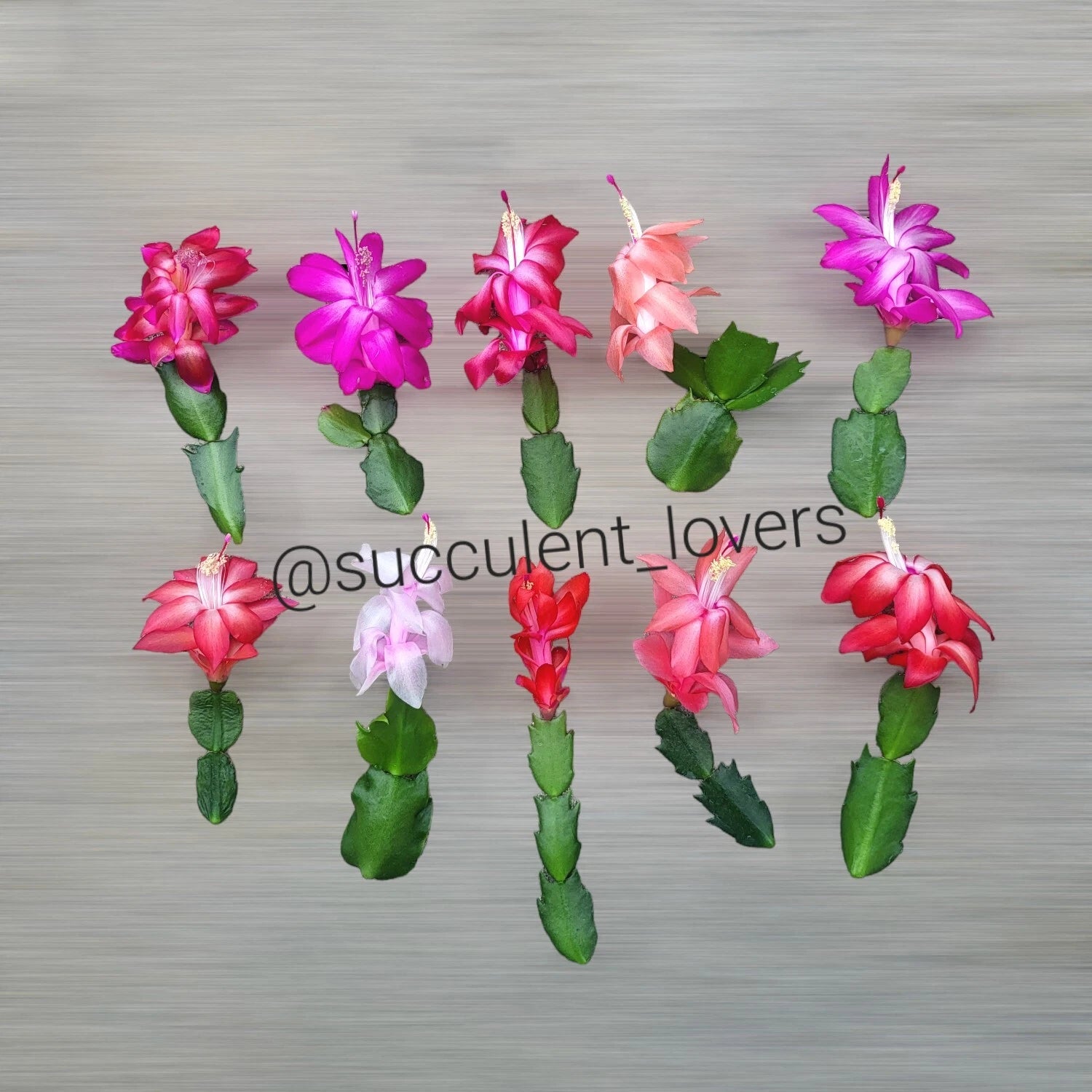 Thanksgiving Cactus Cuttings - 10 Fresh Cuttings, 5 Varieties