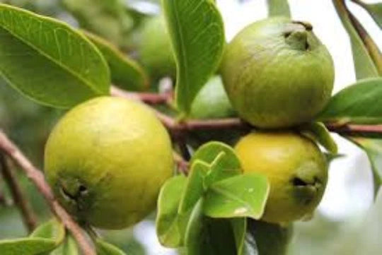 Guava Seeds, 30 Seeds, Organic Tropical Fruit Tree, Psidium guajava