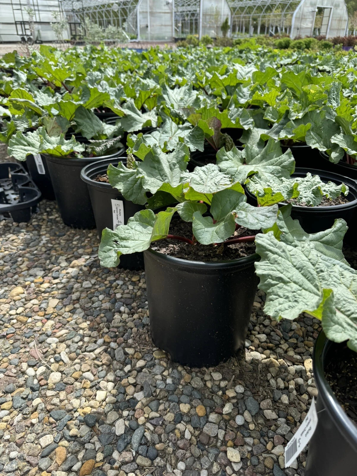 potted rhubarb plants Potted Rhubarb Plant 2 Gal. “Chipman's Red” - Established Roots - Garden Herb