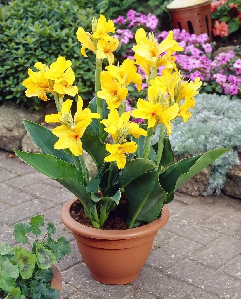 Large Canna Lily Bulbs - Yellow - Canna indica - Tropical Flowering Plants for Gardens