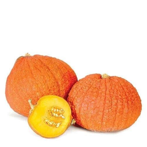 mini pumpkin seeds for planting Warty Gnome Mini Pumpkin Seeds - 10 Count - Unique Variegated Color