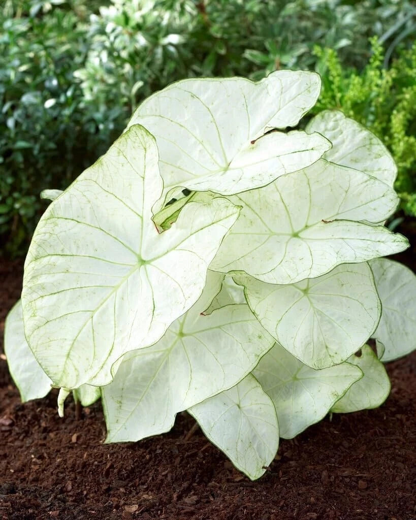 Caladium Bulbs - Florida Moonlight - 5 Count - Caladium bicolor