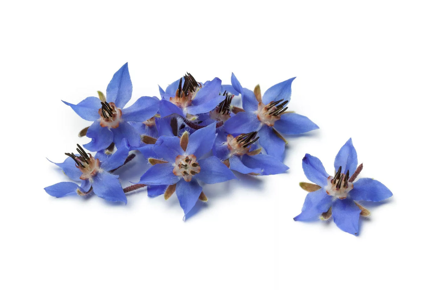 Borage Flower Seeds 75+ | Borago Officinalis | Medicinal Herb & Edible Flower Seeds for Garden Planting