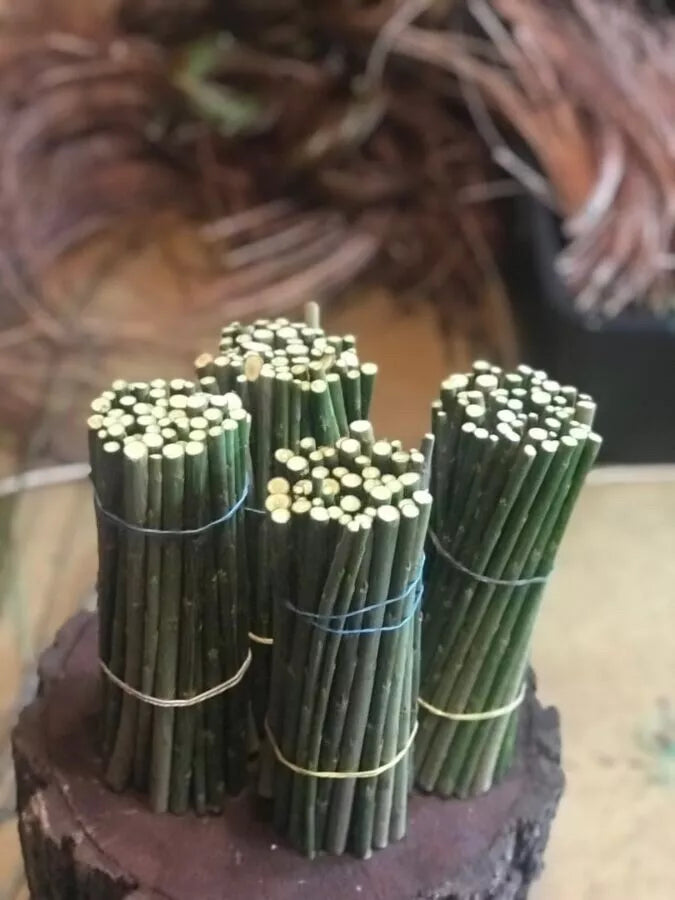 Black Willow Cuttings - 12 Unrooted Salix Nigra for Rooting - Ornamental Tree Bonsai