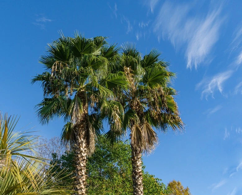 California Desert Fan Palm Tree Seeds - Cold Hardy Variety, Washingtonia Filifera, Perfect for Zone 8 Gardening