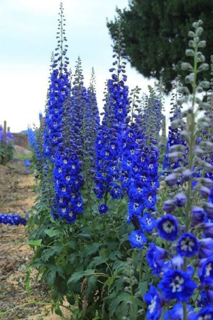 Bright Blue Delphinium Seeds Mix - 50 Perennial Flower Seeds - Delphinium spp. - US Seller