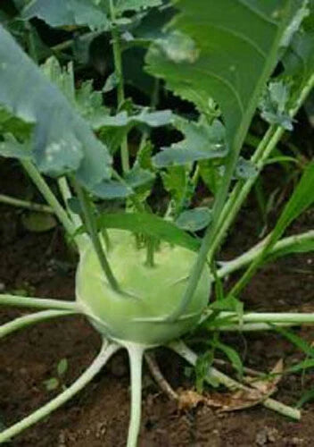 300+ White Viena Kohlrabi Seeds - Brassica oleracea - Organic Garden Vegetable Seeds for Planting in USA
