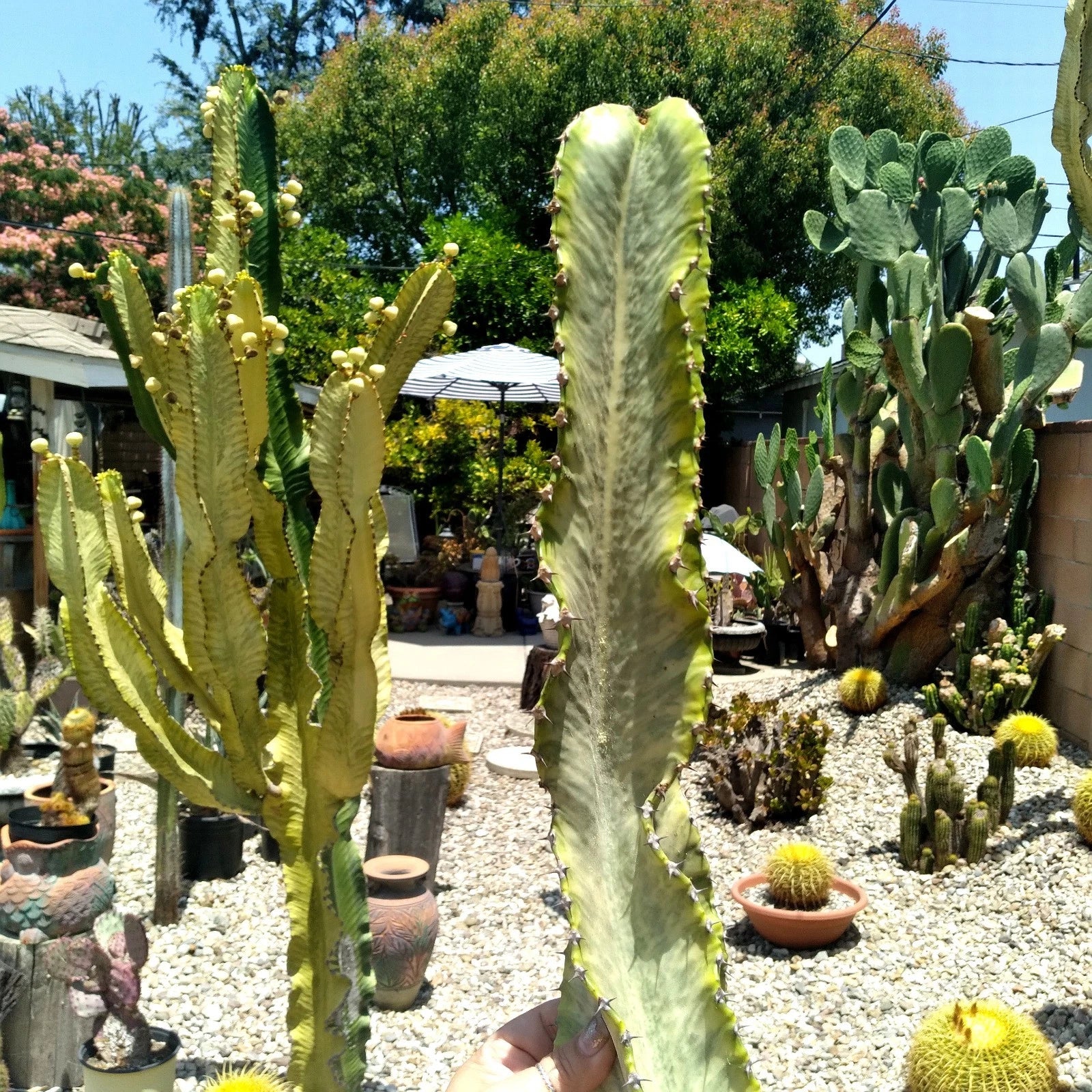 african succulent Euphorbia Ammak Variegated African Candelabra Cutting