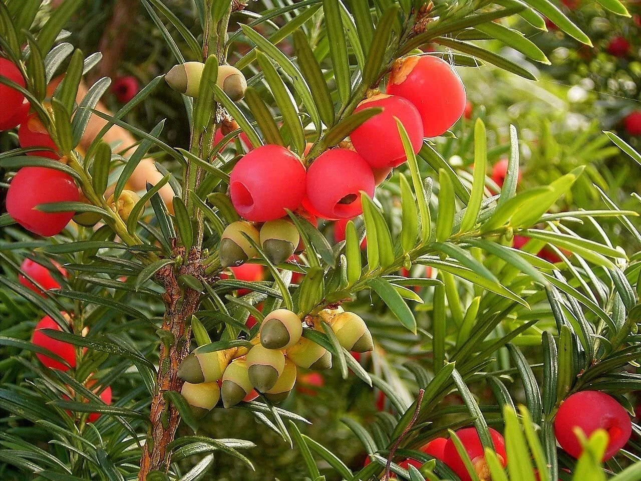 30 English Yew Tree Seeds - Taxus baccata - Evergreen with Red Fruit - Hardy Ornamental Tree Seeds