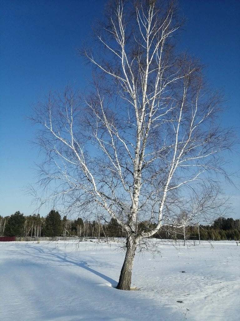 planting birch tree seeds Asian White Barked Birch Tree Seeds - Betula platyphylla