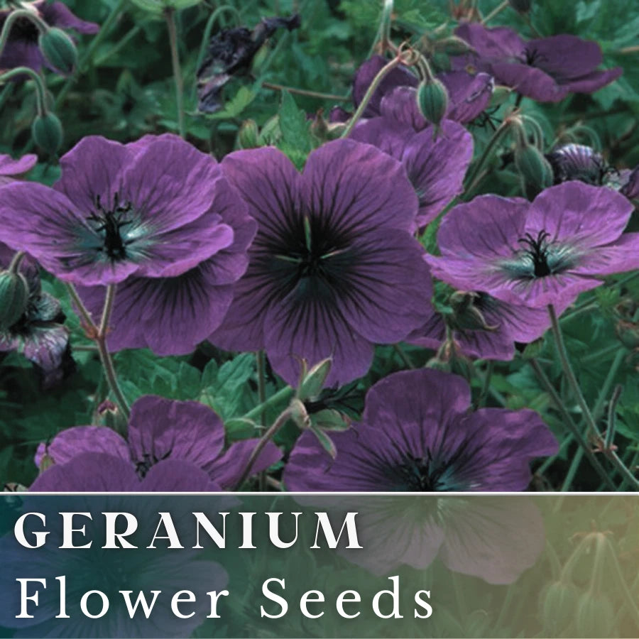 Geranium Seeds - 100+ Dragonheart - Fragrant Flower Seeds - Non-GMO