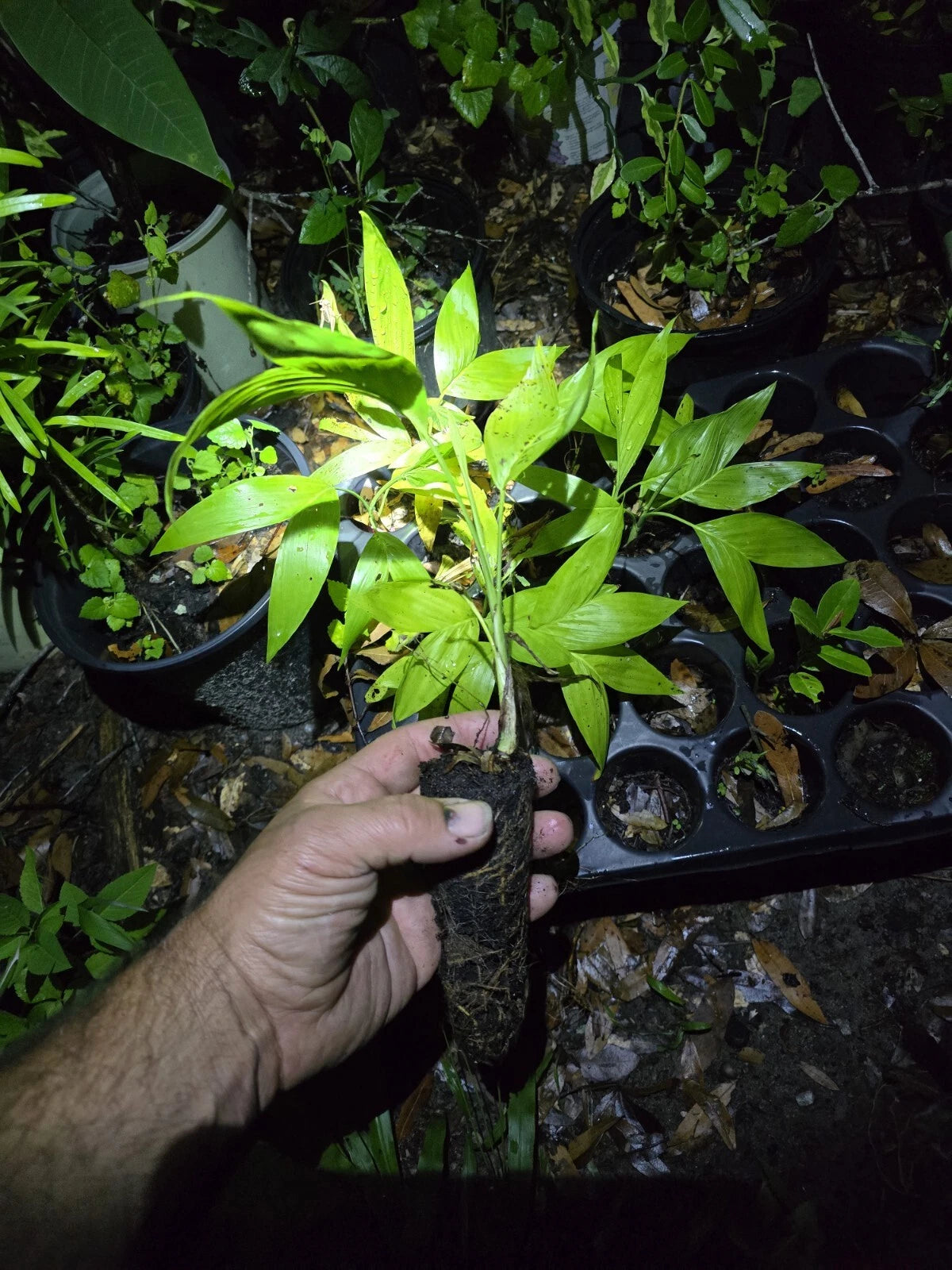 Chamaedorea seifrizii Seedlings Bamboo Palm Starts Reed Palms Lush Green Foliage Exotic Houseplant