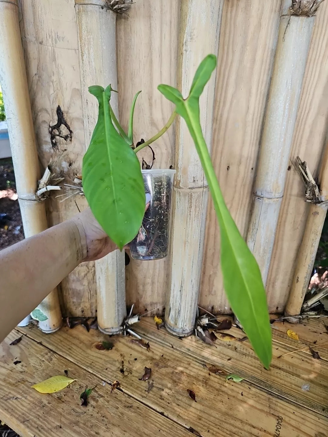 Rare XL Philodendron Joepii Tall Aroid Plant in 3.5